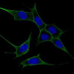 NIH/3T3 cells