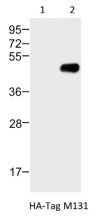 Western blot analysis of:- (1) 293T/17 whole cell lysate (2) HA-Tag transfected 293T/17 whole cell lysate