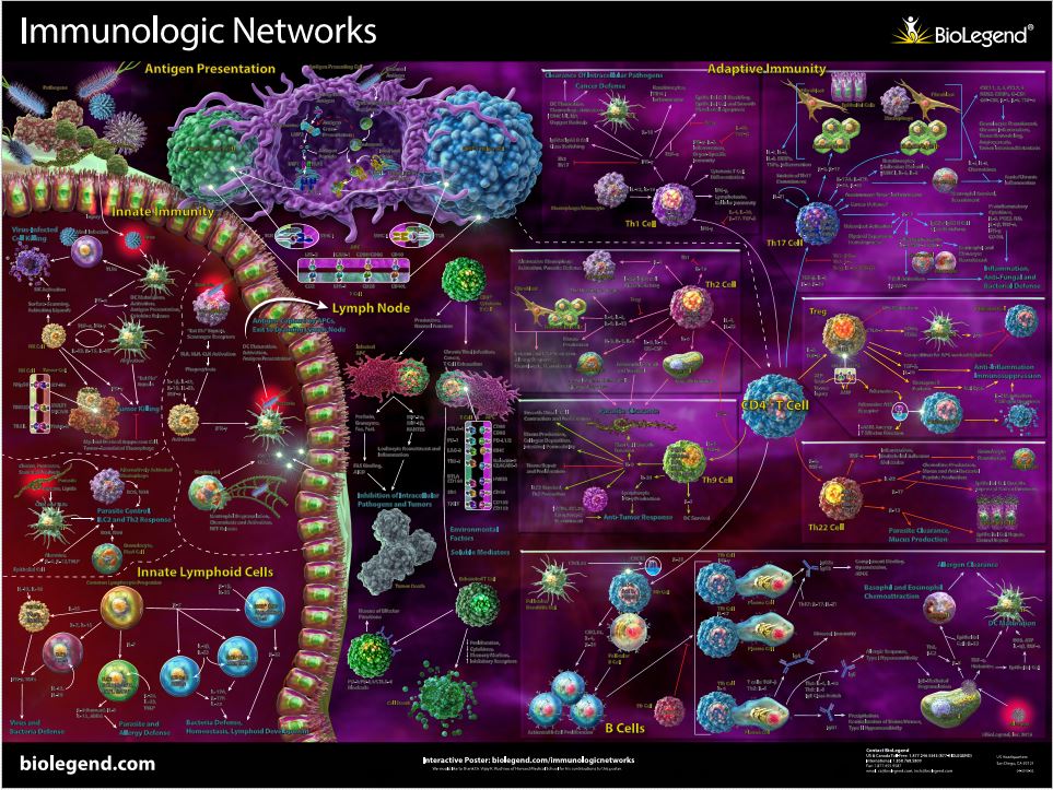 >Biolegend: Innate Immune Signaling Pathway Poster