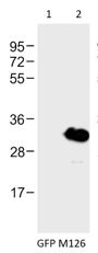Western blot analysis of:- (1) HeLa whole cell lysate  (2) GFP transfected HeLa whole cell lysate